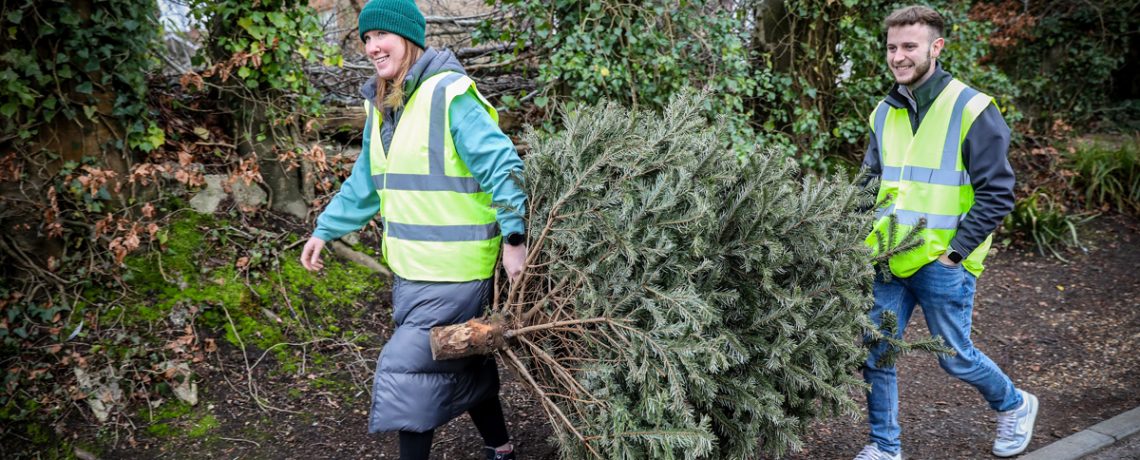 Julia's House staff and volunteers collect real Christmas trees for donations (credit Simon Ward Photography) 3