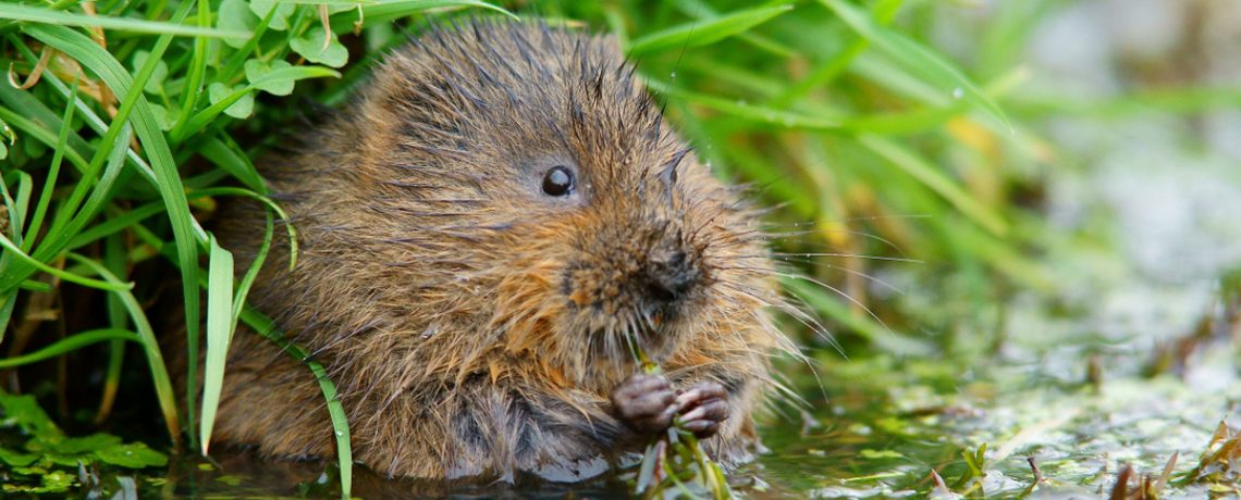 A water vole by Peter Trimming published under Creative Commons licence
