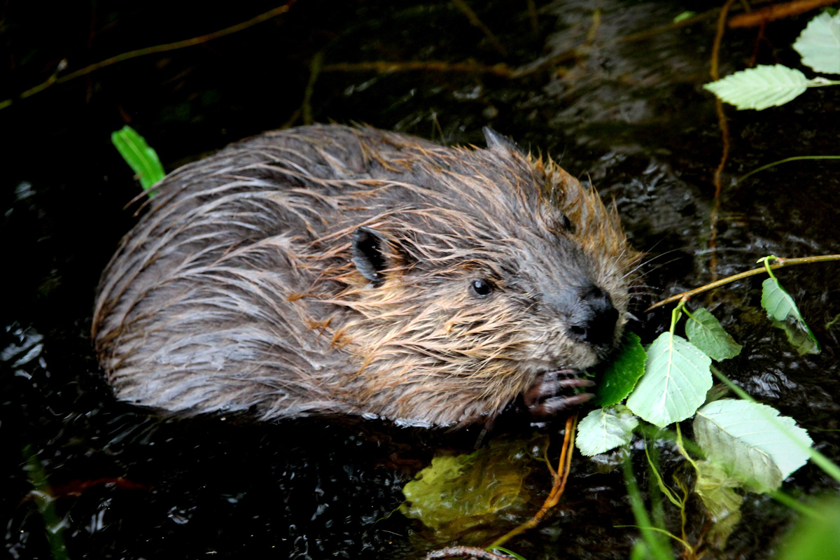 Bristol business leaders are being called on to help beavers return to the River Avon after a 400-year absence.