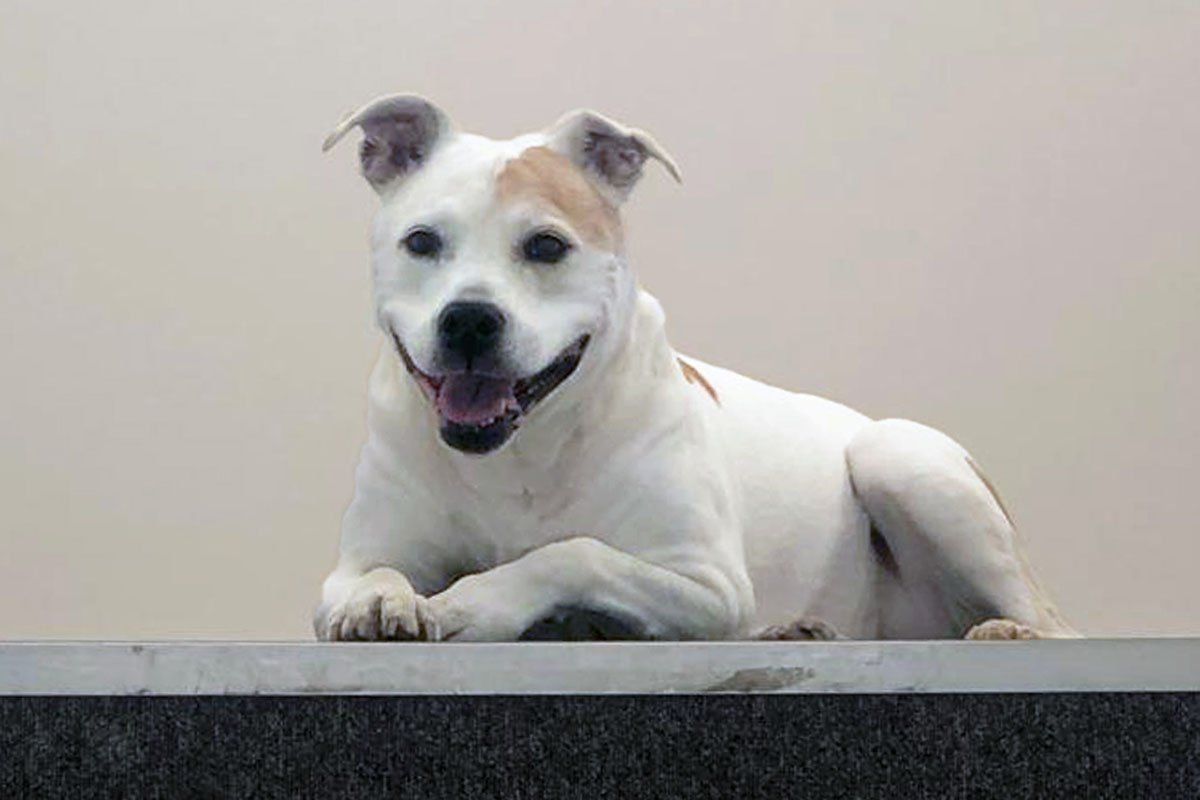 Bath-based workplace design company Interaction has announced the grand winner of its national competition to find Britain’s Best Office Dog.